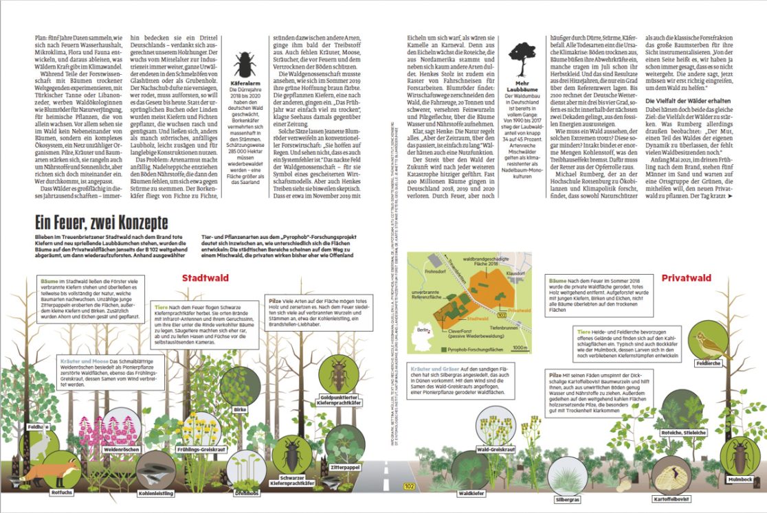 Stern 9.9.2_Stern Waldgeschichte Weyand Krenz