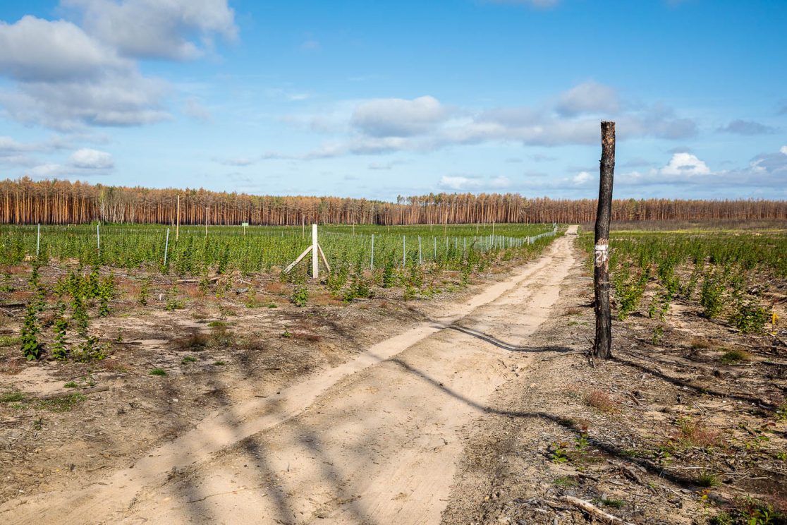 Wiederaufforstung von Bäumen auf privaten Brandflächen von Treuenbrietzen.