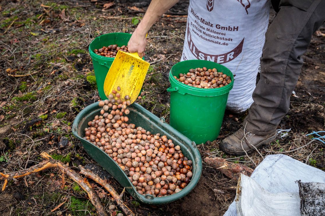 Eicheln als Saat – für den klimagerechten Waldumbau nach Waldbrand sähen Stadtförster Henke und Studenten der HNEE Eberswalde Samen von Laubbäumen.