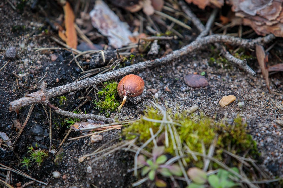 Treibende Eichel für den klimagerechten Waldumbau nach Waldbrand.