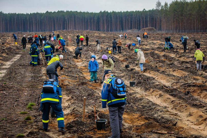 Freiwillige bei Baumpflanzaktion auf den gerodeten Brandflächen der Waldgenossenschaft Bardenitz e.V.
