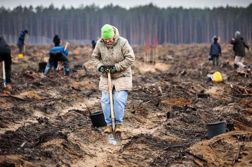 Freiwillige bei Baumpflanzaktion auf den gerodeten Brandflächen der Waldgenossenschaft Bardenitz e.V.