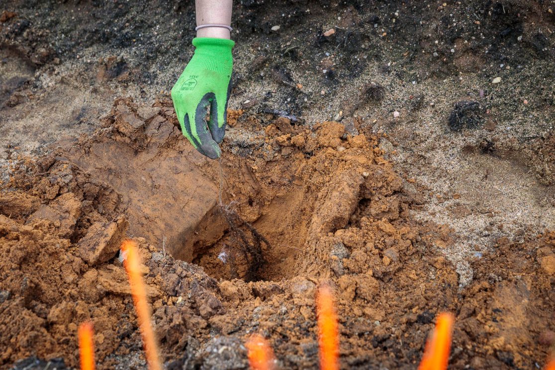 Hand einer Freiwilligen mit Setzling bei Baumpflanzaktion auf den gerodeten Brandflächen der Waldgenossenschaft Bardenitz e.V.