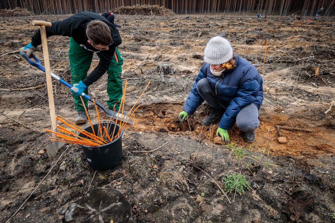 Freiwillige bei Baumpflanzaktion auf den gerodeten Brandflächen der Waldgenossenschaft Bardenitz e.V.