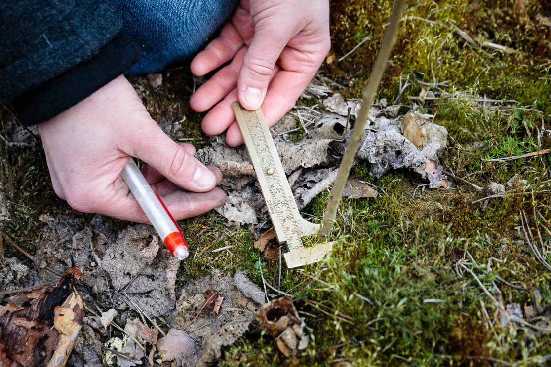 Wissenschaft erforscht Waldumbau in Treuenbrietzen: Jeanette Blumröder, HNEE Eberswalde, misst Baumstämme aus.
