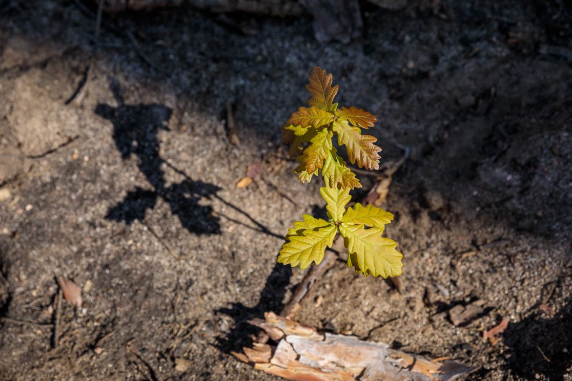 Für den klimagerechten Waldumbau nach Waldbrand sollen auch Eichen helfen.
