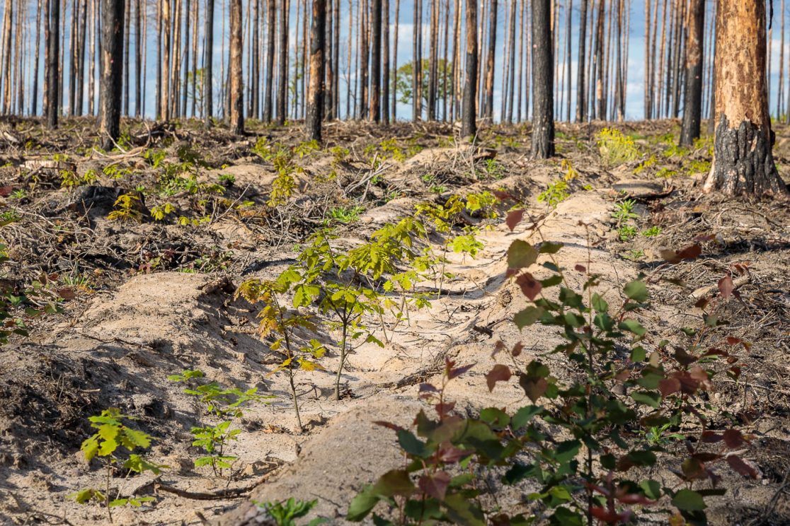 Für den klimagerechten Waldumbau nach Waldbrand eingebrachte Bäumchen sollen den Wald verjüngen.