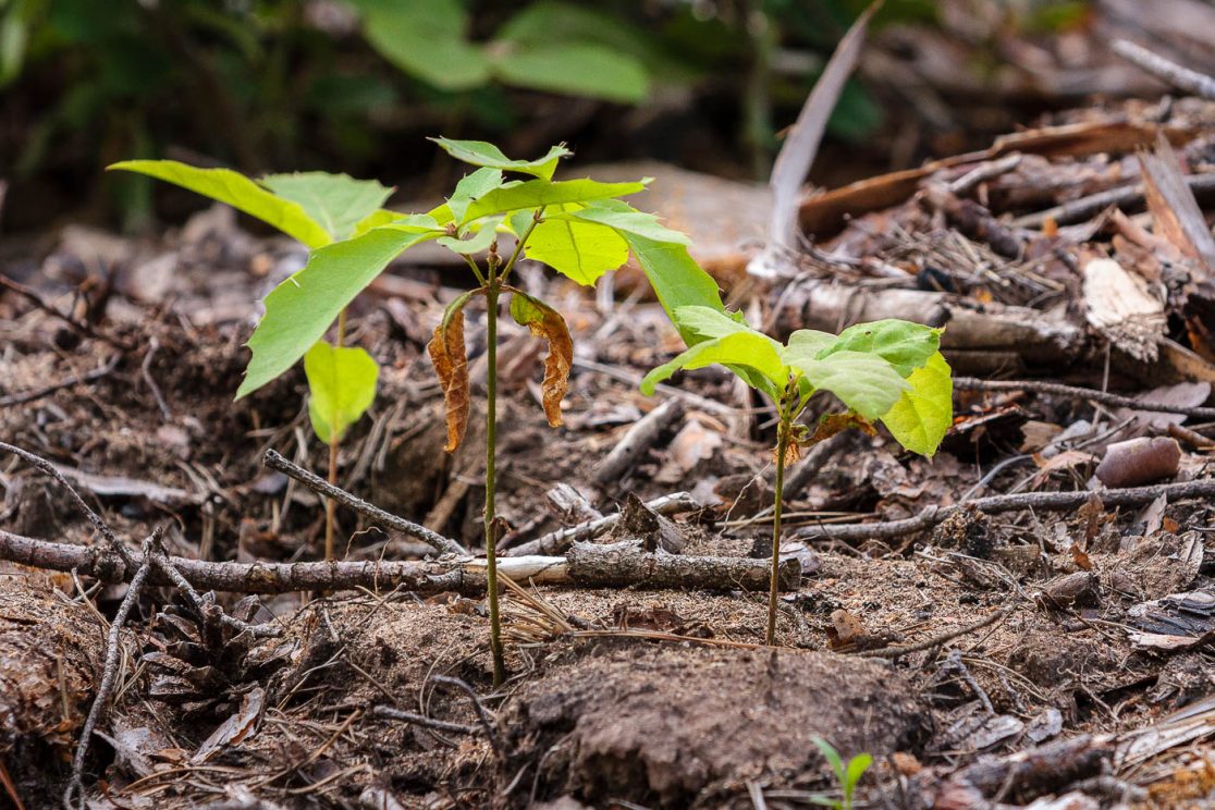 Für den klimagerechten Waldumbau nach Waldbrand gesähte Bäumchen sollen den Wald verjüngen.