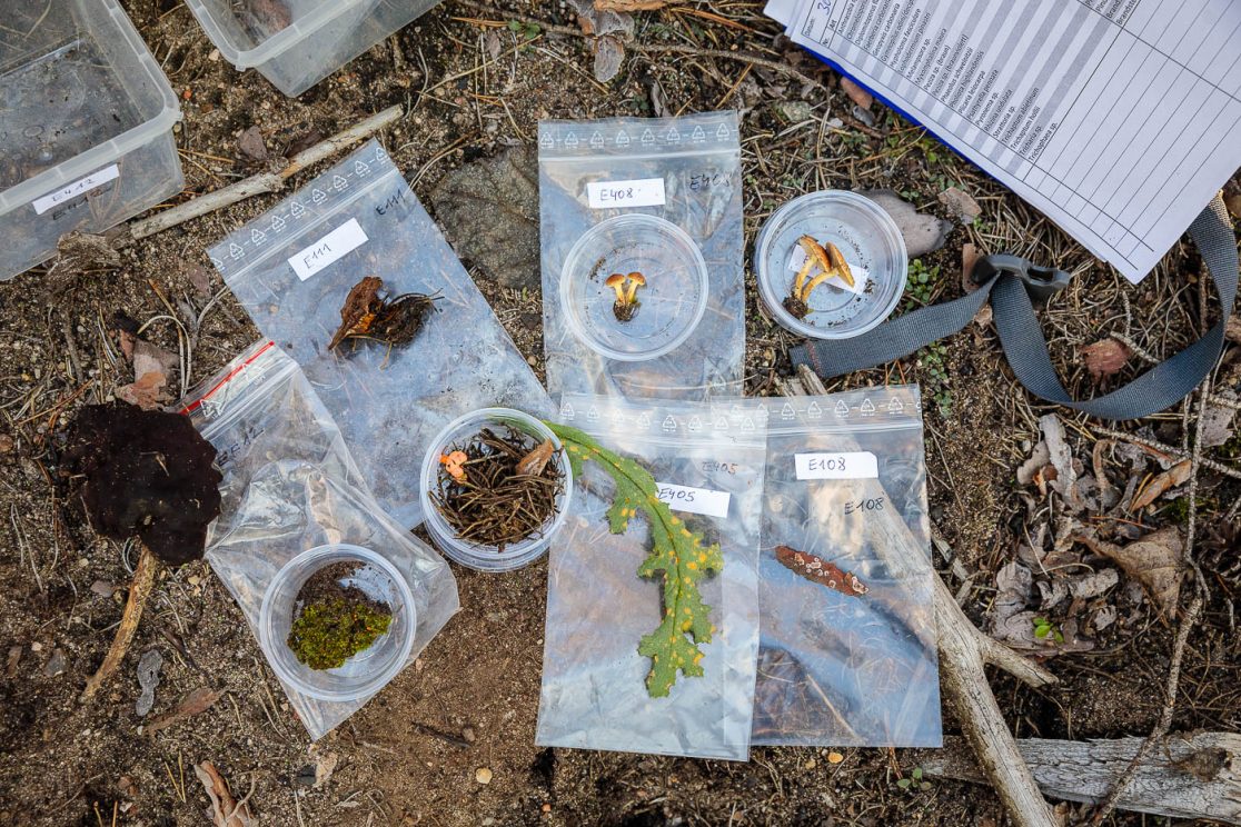 Wissenschaft erforscht Waldumbau in Treuenbrietzen: Exkursion mit Pilz-Experten, gesammelte Stücke für das Labor.