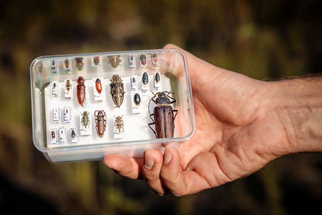 Wissenschaft erforscht Waldumbau in Treuenbrietzen: Exkursion mit dem Insektenexperten Heinrich Hartong.