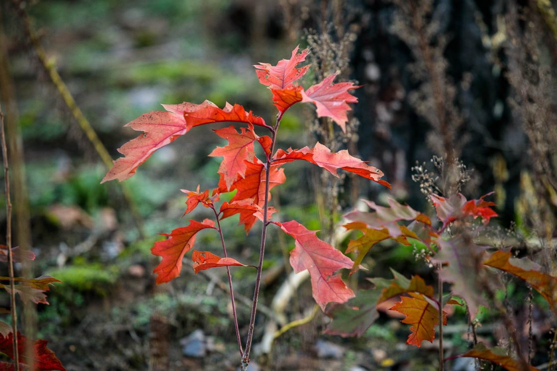 Für den klimagerechten Waldumbau nach Waldbrand gesähte Bäumchen sollen den Wald verjüngen.