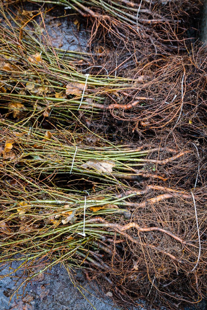 Bündelweise junge Baumtriebe für den klimagerechten Waldumbau nach Waldbrand.