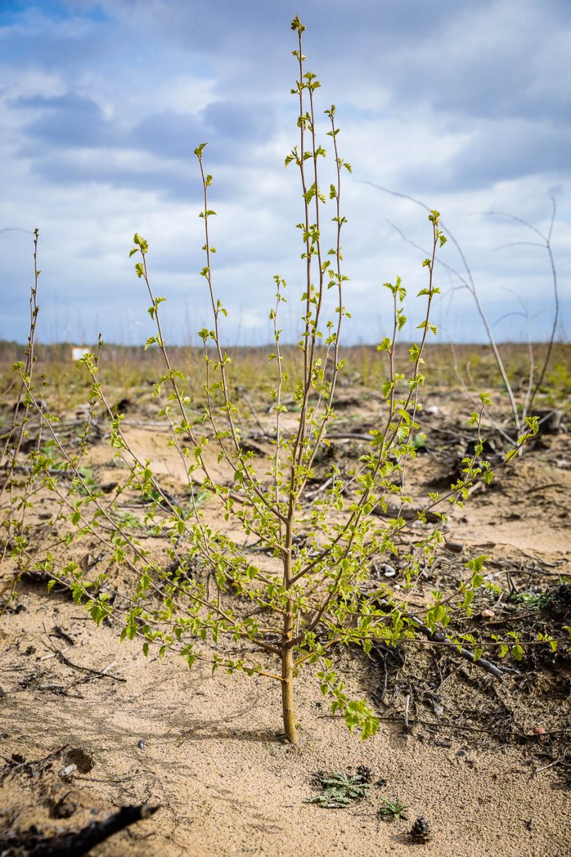 Gepflanzte Birke (Betula) auf den privaten Brandflächen von Treuenbrietzen.